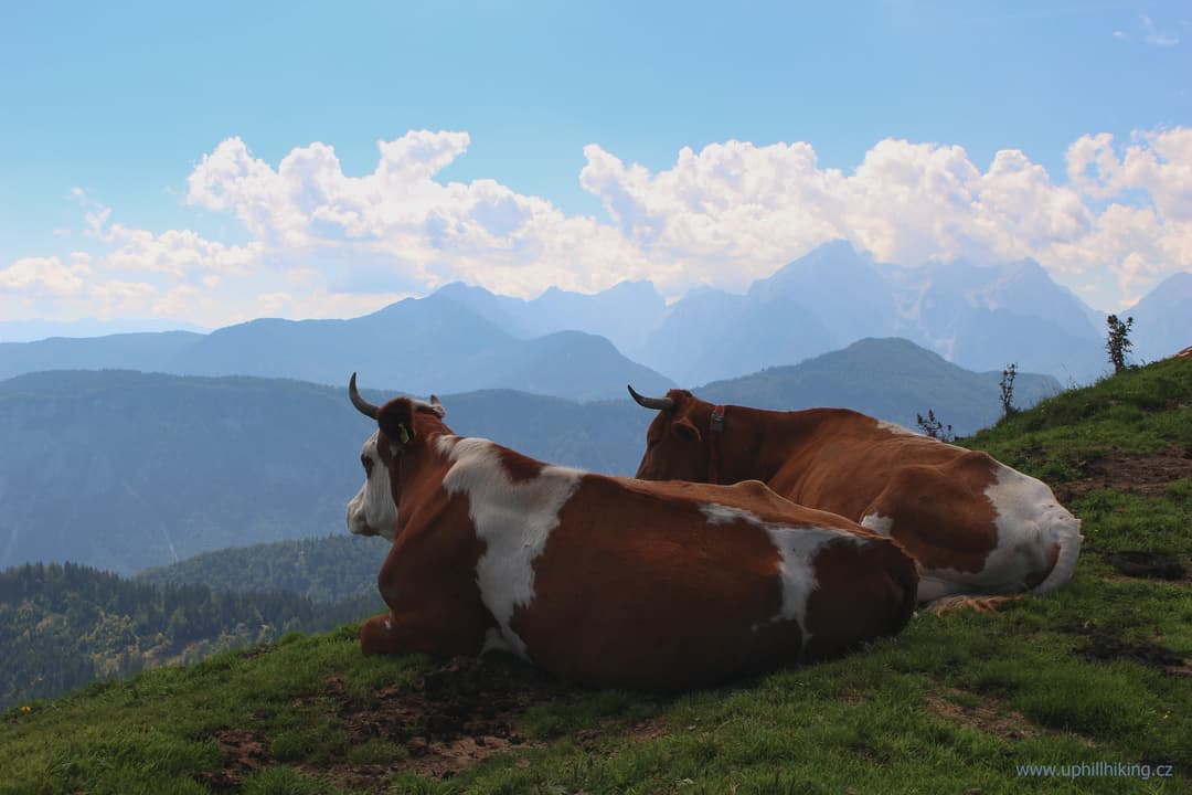 2016-09-01 Povídala kráva krávě