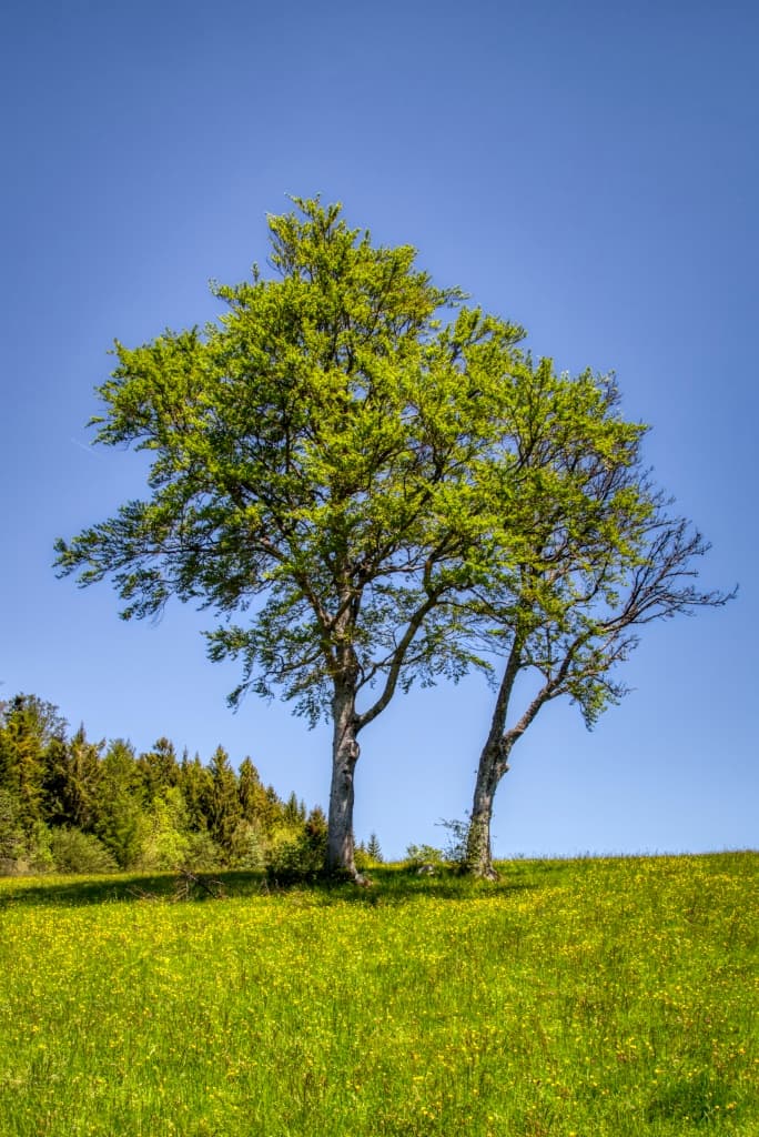 Toulka lesy nad vesničkou Vesancy