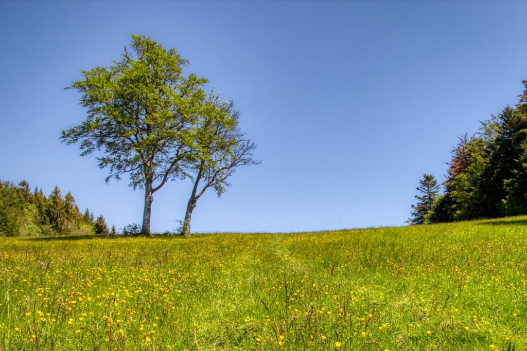 2019-05-31 Toulka lesy nad vesničkou Vesancy