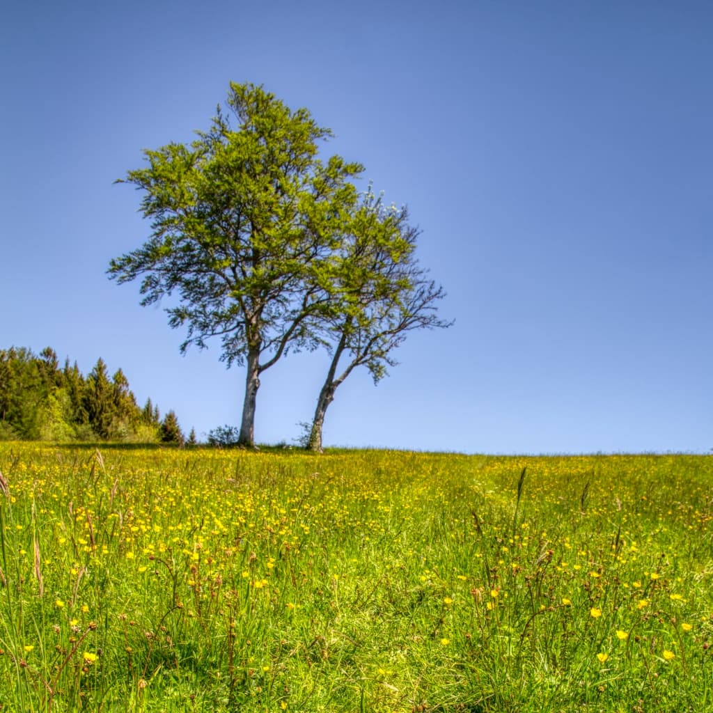 Toulka lesy nad vesničkou Vesancy