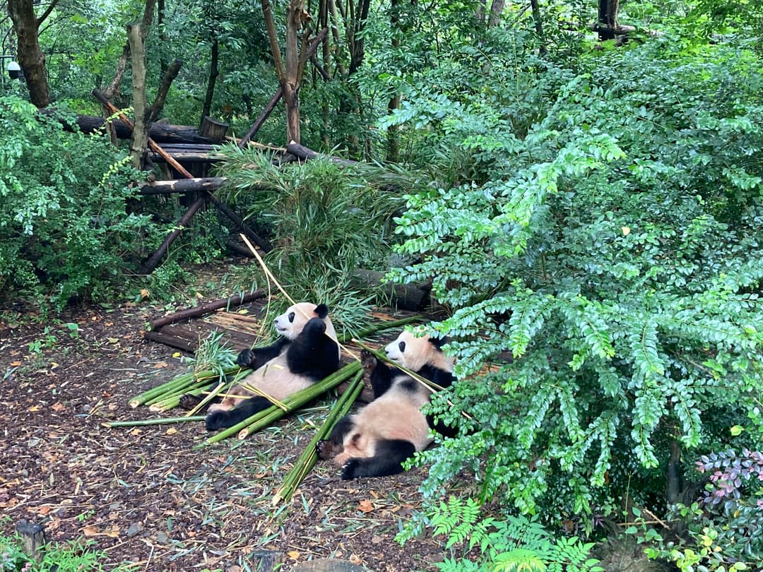 2023-09-01 Chengdu, Výzkumná stanice pro pandy